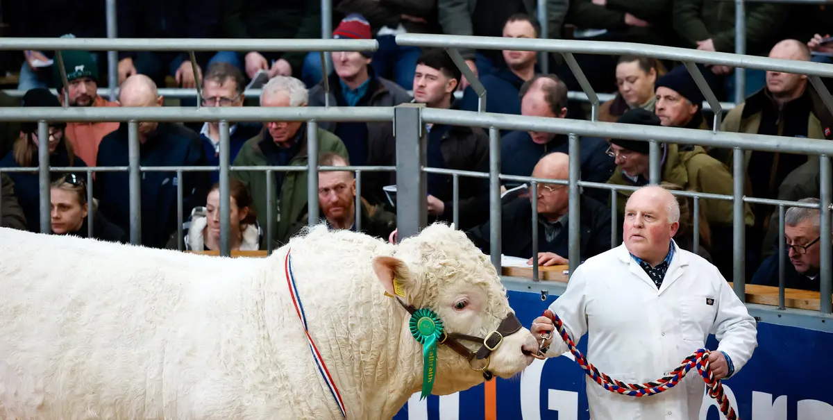 Day in Photos: Pedigree Bulls, Flooding in France, and Carnival in Brazil