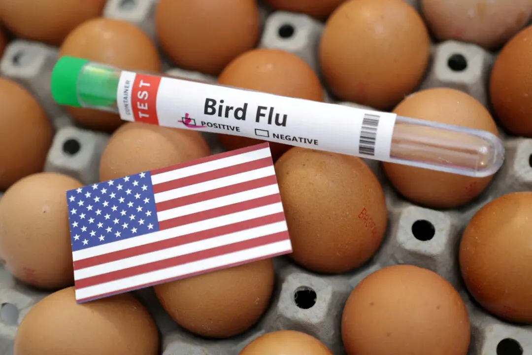 Bird Flu Devastates 7.4 Million Pennsylvania Chickens in a Month