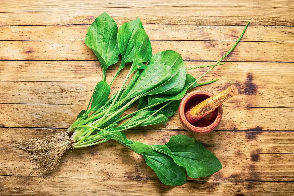 The Backyard Weed That Heals Wounds and Soothes the Gut