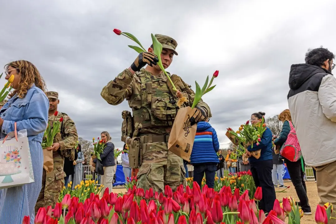 Members of the National Guard and attendees pick tulips during National Tulip Day in Washington on March 15, 2026. The annual event held by the Embassy of the Netherlands aims to celebrate the beginning of Spring and strengthen cultural ties. (Alex Kent/Getty Images)