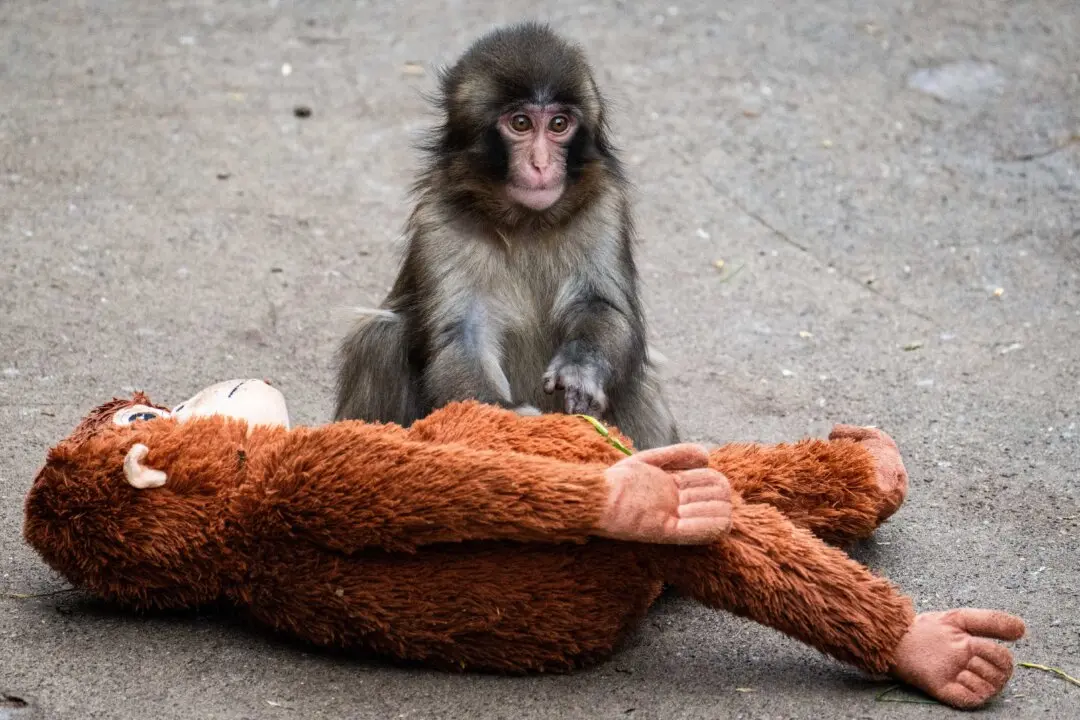 A seven month-old male Japanese macaque monkey named Punch, who was abandoned by his mother shortly after birth, sits with a stuffed orangutan toy at Ichikawa City Zoo and Botanical Gardens in Ichikawa, Chiba Prefecture, Japan, on March 18, 2026. (Yuichi Yamazaki / AFP via Getty Images)