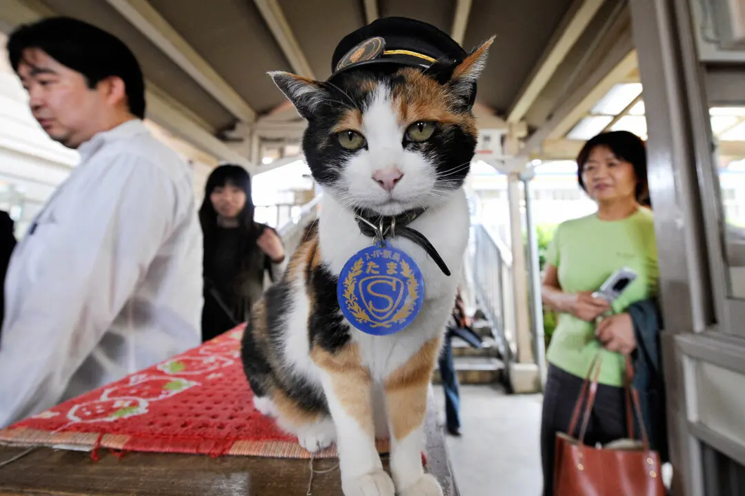 How to Meet Japan’s Stationmaster Cats