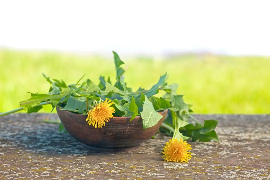 Weeds for Wellness–Dandelion Greens Support Liver and Gut Health