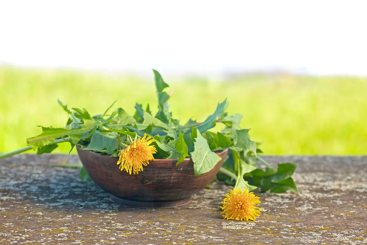Weeds for Wellness–Dandelion Greens Support Liver and Gut Health