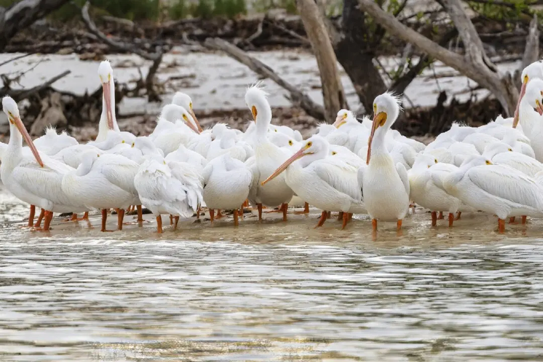 Travel to the Islands—Close to Home