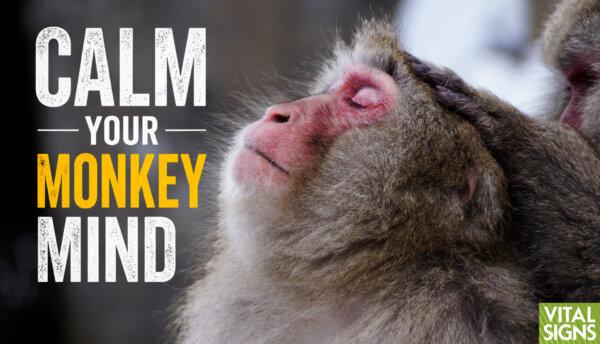 Mindfulness: Why Your Mind Runs Wild—First Steps to Taking Control