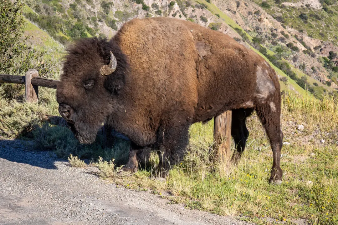 Conservationists Tried Birth Control on a California Island’s Bison. It Went Wrong.