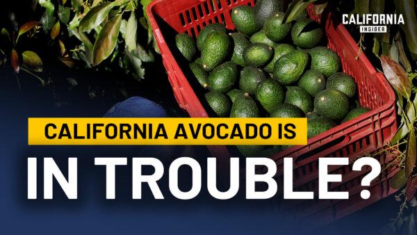 Why California Is Losing Its Avocado Industry