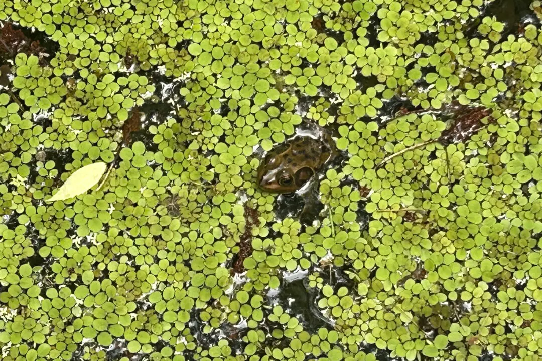 Gatorland’s Swamp Walk: What to See, Where to Catch Old Florida Vibes