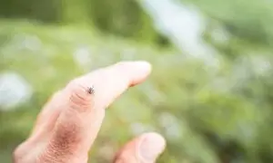 Tick Tactics: Effective Strategies to Keep Ticks Away