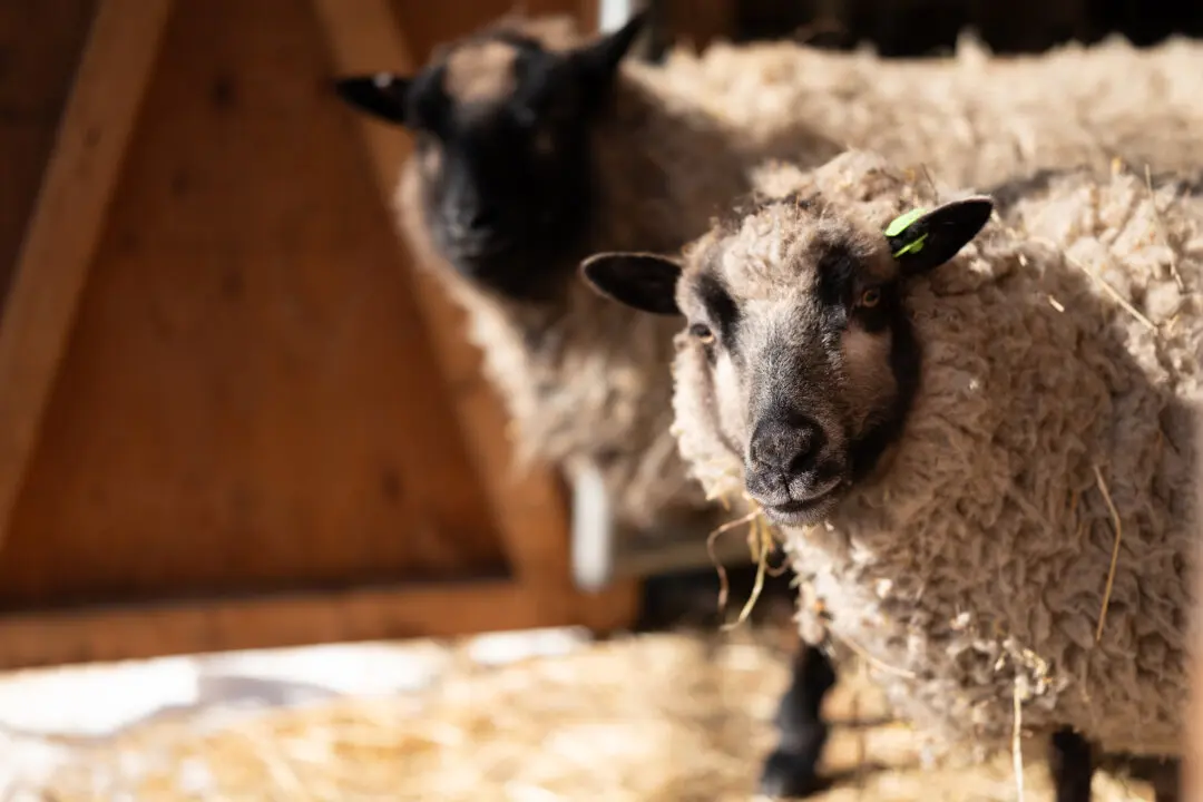 Notes From Owl Hill: The Return of a New Flock