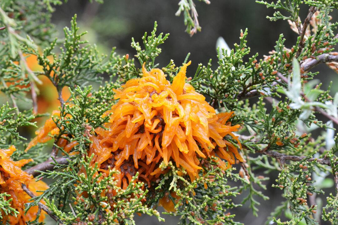 Orange Marmalade Octopi Invade Junipers