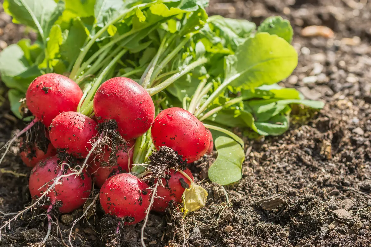 From Easy Beans to Impossible Radishes: The Gardener’s Easy-to-Hard Growing Guide