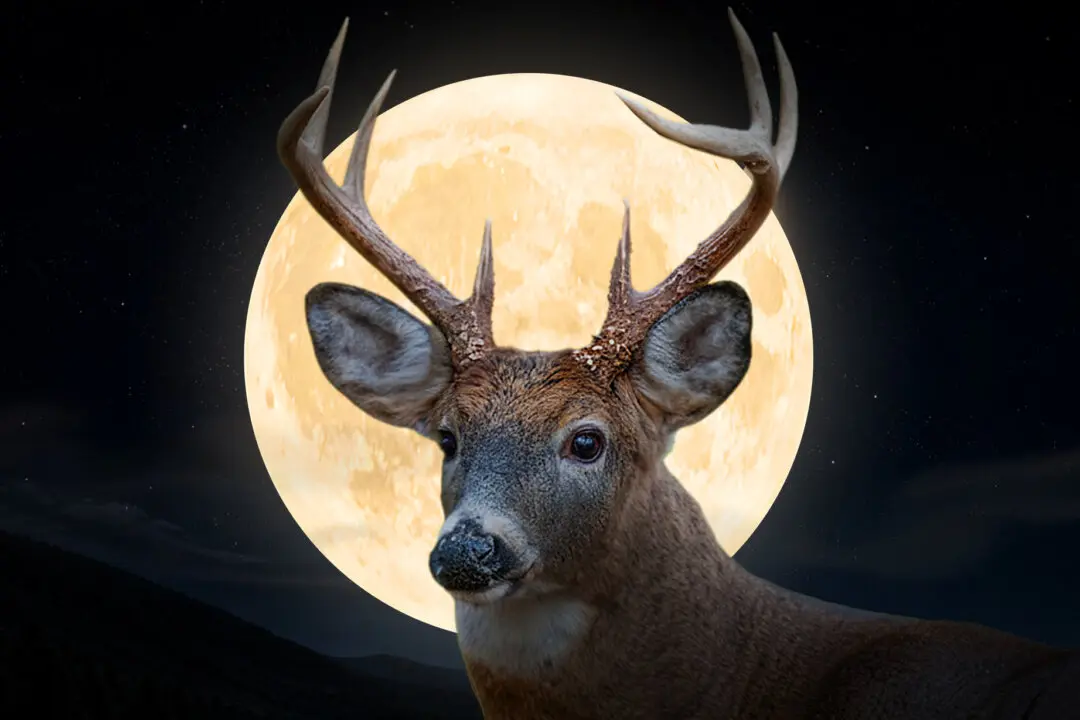 The Full ‘Buck Moon’ Will Join Dual Meteor Showers and Pluto to Grace the Night Sky in July