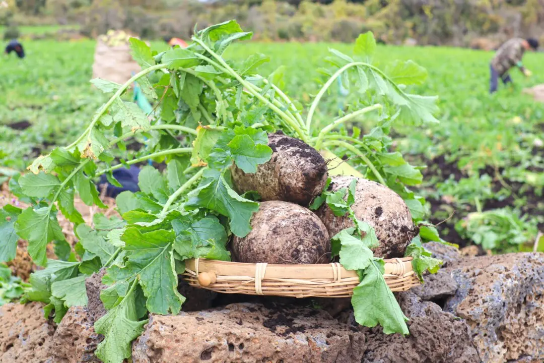 Jeju Winter Radish: A Crop Defined by What Winter Refuses to Let Grow