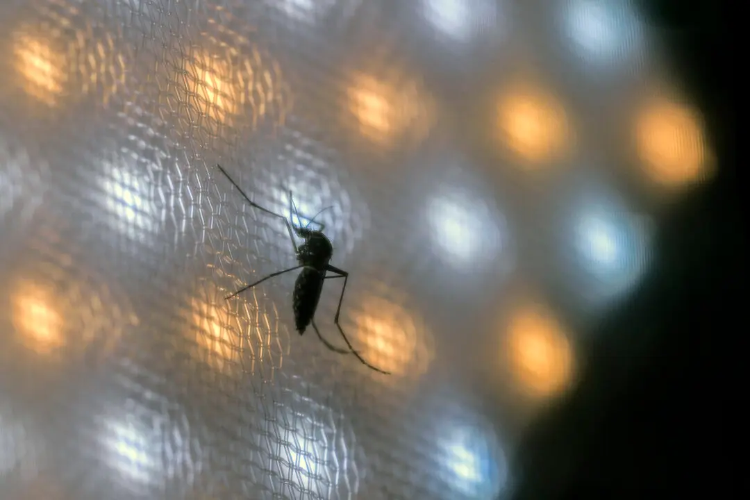 Brazil Suspends Dengue Vaccine Campaign After Deaths