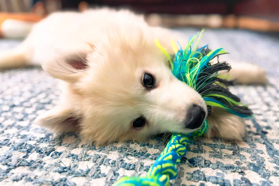 A New Leash on Life: How Neglected Samoyeds Found Forever Homes