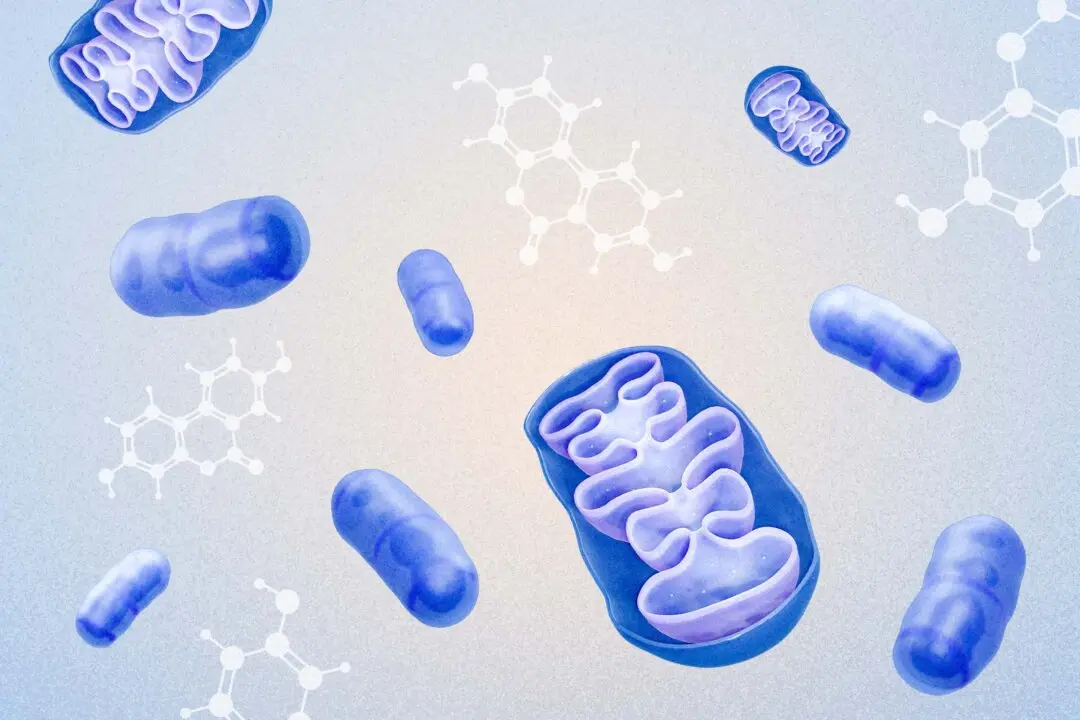 Urolithin A: A Compound That May Help Rejuvenate Aging Mitochondria