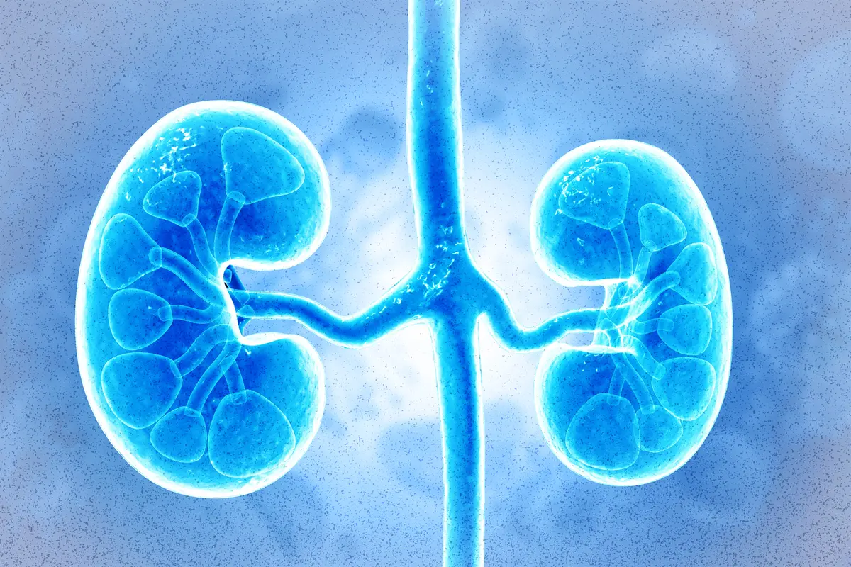 5 New Discoveries About Kidneys Are Changing How Scientists Think