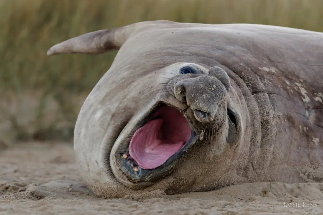 ‘Neil the Seal’ Returns to the Deep Blue Sea, Scientist Says He'll Likely Return