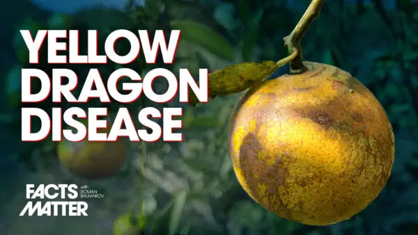 The Imported Asian Disease That Wiped Out 95 Percent of Florida’s Orange Industry in One Generation