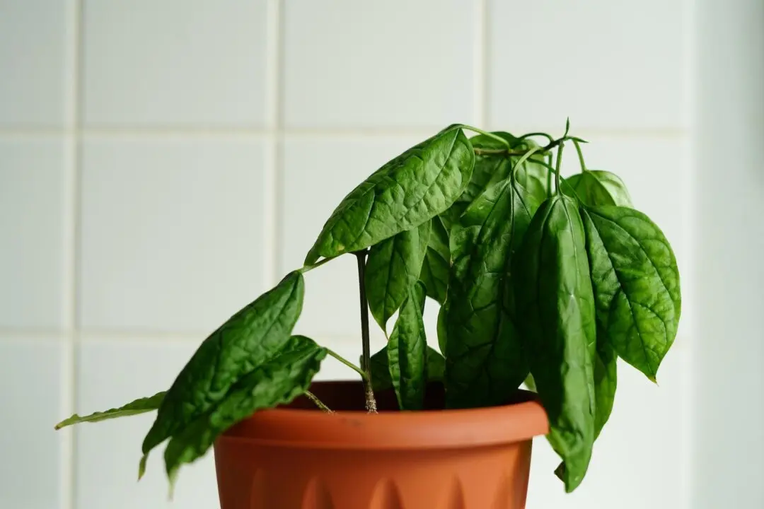 Free Pond Liner and Wilting Plants
