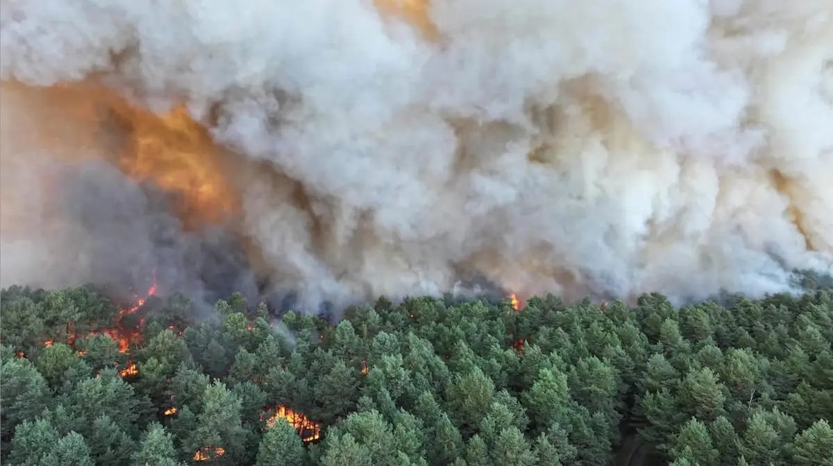 Fire in Forest of French Kings: The Battle to Save Fontainebleau