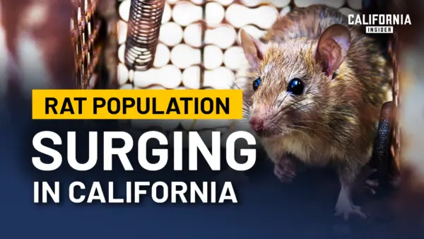 Why California’s Rat Problem Keeps Growing | Panel