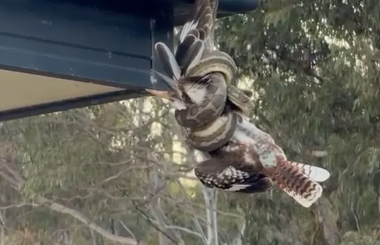 Back From the Brink: Is This Australia’s Luckiest Kookaburra?