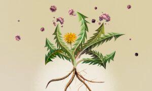 Dandelion Shows Promise Against Cancer. Human Trials Are Needed